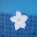 Ryan Chesla Photography - Travel Costa Rica - Floating Flower