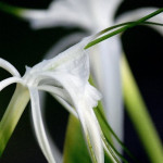 Ryan Chesla Photography - Travel Costa Rica - Flower 2